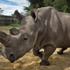Northern white rhino